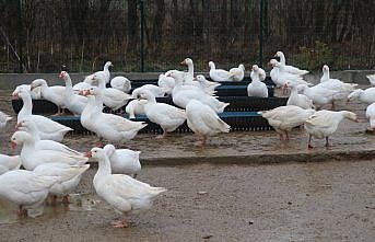 Karabük'te hibe dağıtılan kazlar üreticilere gelir sağlıyor