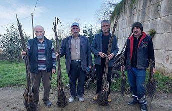 Ordu'da 100 bin ceviz fidanının dağıtımına başlandı