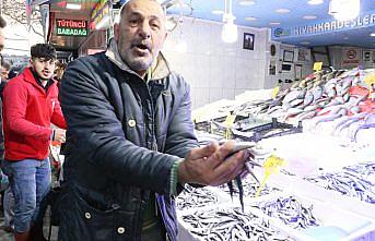 Samsun'da iriliği artan hamsi 70 liradan alıcı buluyor