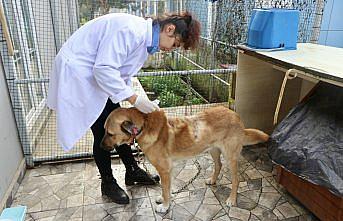 Trabzon'da üzerine kaynar su dökülen sahipsiz köpek tedaviye alındı
