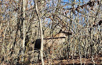 Bolu'da yaralı geyik tedavi altına alındı