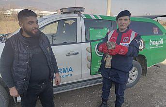 Bolu'da yaralı kızıl şahin tedaviye alındı