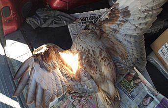 Bolu'da yaralı şahin tedaviye alındı