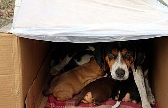 Durakta doğum yapan köpek ve yavrularına taksiciler sahip çıktı