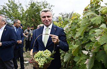 Safranbolu'da tescilli ürünler arasına giren “çavuş üzümü“nün belgesi alındı