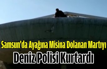 Samsun'da ayağına misina dolanan martıyı deniz polisi kurtardı