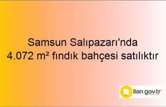 Samsun Salıpazarı'nda 4.072 m² fındık bahçesi icradan satılıktır