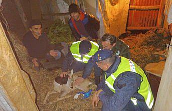 Giresun'da yaralı karaca koruma altına alındı