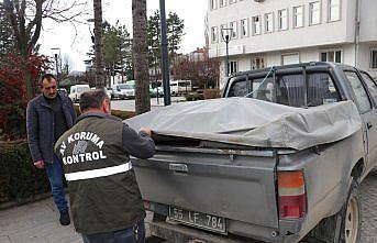 Havza'da yaralı bulunan şahin koruma altına alındı