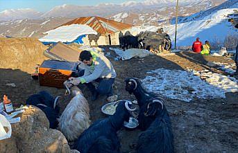 Kahramanmaraş'ta depremin 17'nci gününde 24 keçi enkazdan kurtarıldı