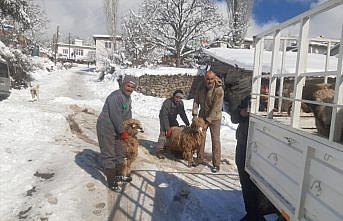 Tokat'ta bağışlanan hayvanların etleri kavurma yapılıp depremzedelere gönderilecek