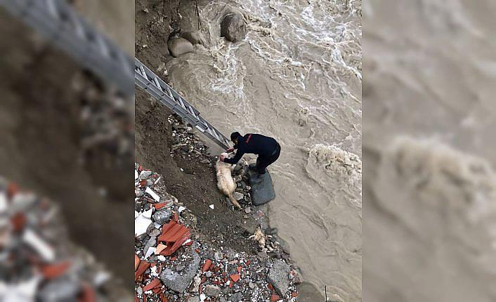 Türkeli'de çayda mahsur kalan köpek kurtarıldı