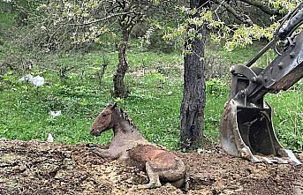 Bolu'da gübre yığınında mahsur kalan yılkı atı kurtarıldı
