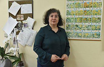 En çok zehirlenmeye yol açan mantar cinsi “köygöçüren“