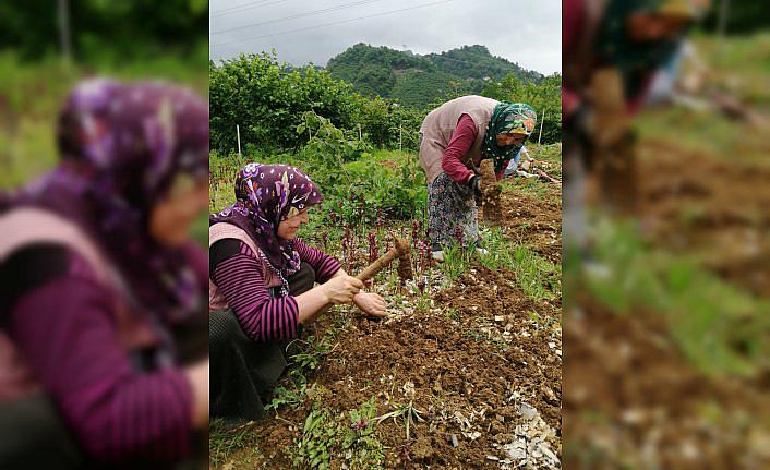 Espiye'de salep hasadına başlandı