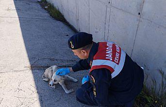 Tokat'ta jandarmanın bulduğu yaralı köpek yavrusu tedavi edildi