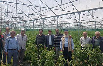 Alaçam Kaymakamı Zaman'dan üreticilere ziyaret