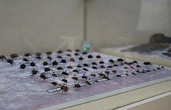 Bolu'da okul bünyesinde açılan müzeyle çocuklara doğa bilinci aşılanıyor