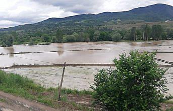 Kastamonu Hanönü'de çeltik tarlaları su altında kaldı