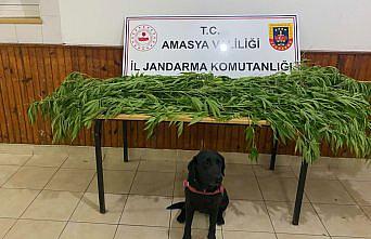 Amasya'da uyuşturucu operasyonunda yakalanan 2 zanlıdan biri tutuklandı