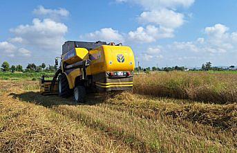 Bafra Ovası'nda 250 bin dekarda ekilen hububatta hasat dönemi başladı