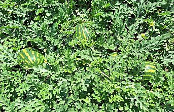 Bafra Ovası'nda erkenci karpuzun hasadına başlandı