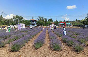 Çorum Çomar Barajı çevresinde lavanta bahçesi kuruldu