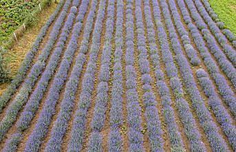 Hobi amacıyla kurdukları lavanta bahçesini büyütmeyi hedefliyorlar
