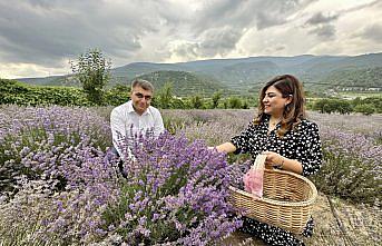 Karabük'te lavanta hasadına başlandı