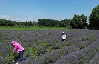 Salgın döneminde köye yerleşen matematik öğretmeni, çiftçi oldu