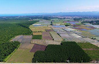 Samsun'un Terme ilçesinde 11 bin ton çeltik rekoltesi bekleniyor