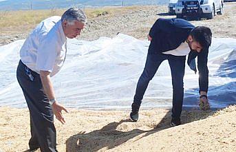 TMO Vezirköprü'de buğday alımına başladı