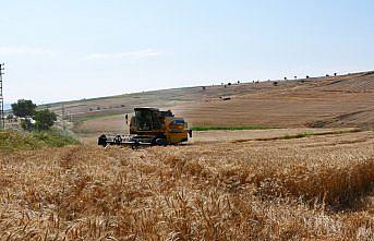 Vezirköprü ilçesinde buğday hasadı başladı