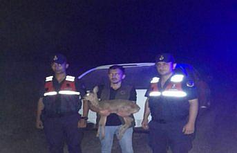 Zonguldak'ta yaralı halde bulunan ceylan tedaviye alındı