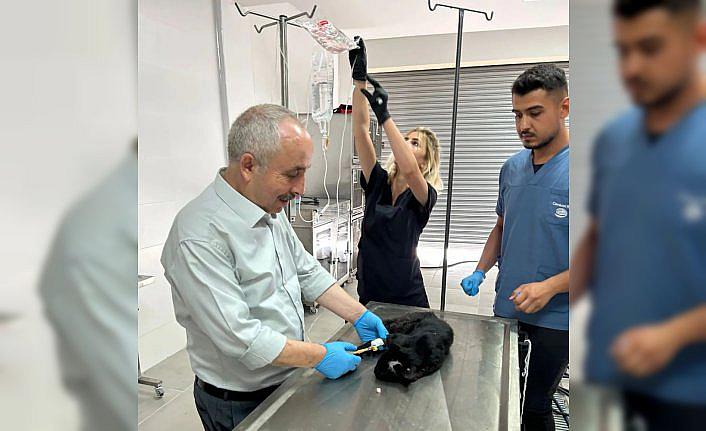Amasya'da 12 bin metrekarelik barınakta hayvan hastanesi kuruldu