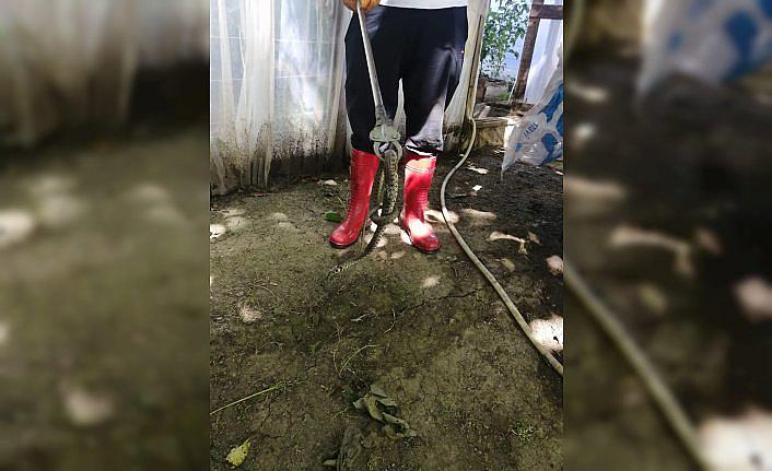 Gerede'de seraya giren yılan yakalandı