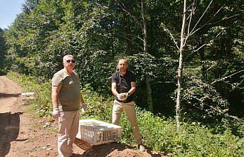 Salıpazarı'nda 500 sülün doğaya bırakıldı