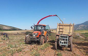 Almus ilçesinde mısır silajı hasadına başlandı
