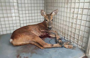 Ordu'da yaralı bulunan karaca tedavi altına alındı