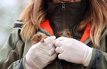 Annesiz kalan sincap yavrularına özenle bakılıyor