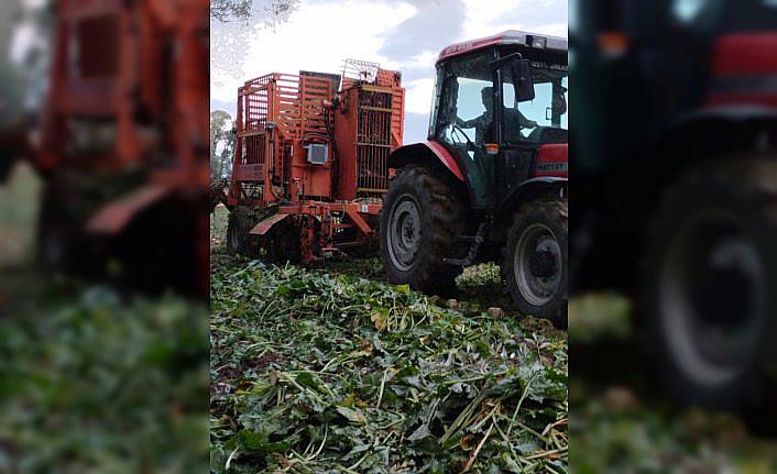 Artova'da pancar hasadı sürüyor