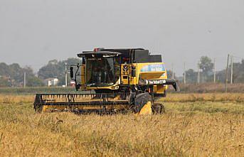 Bafra Ovası'nda çeltikte 100 bin ton rekolte bekleniyor