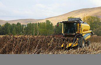 Bayburt'ta çerezlik ayçiçeği üretim alanı genişliyor