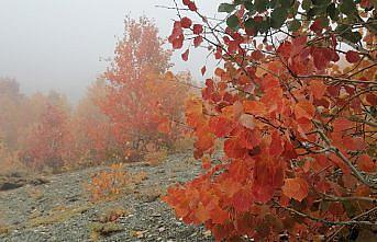 Bayburt'ta sonbahar renkleri hakim olmaya başladı