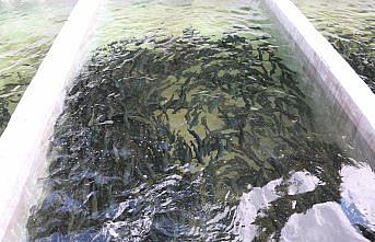 Bolu'daki tesislerde yılda 8,5 milyon balık yavrusu üretiliyor