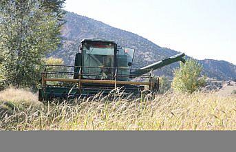 Bolu'nun coğrafi işaretli “Kıbrıscık pirinci“ hasat ediliyor