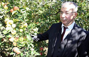 Coğrafi işaret tescilli Amasya misket elmasında hasat zamanı