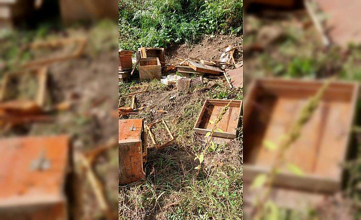 Düzce'de köye inen ayılar arı kovanlarına zarar verdi