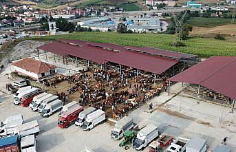 Havza'da canlı hayvan pazarı yeniden açılacak