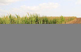 İklim değişikliği tarımda hasat tarihini erkene çekebilir